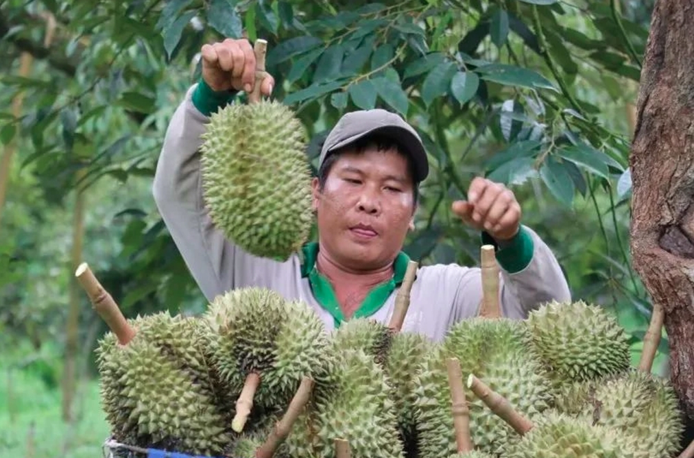 Vietnam’s fruit, vegetable exports likely to set new record in 2024